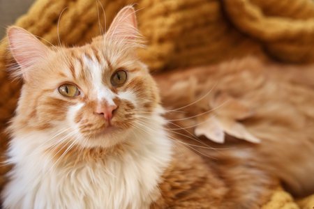 Cute fluffy cat with autumn leaves lying on warm blanket at home, closeupの写真素材