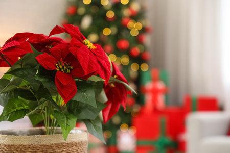 Christmas flower poinsettia in living room, closeupの写真素材