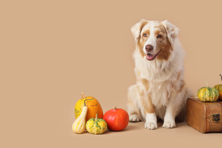 Cute Australian Shepherd dog with pumpkins and suitcase on beige backgroundの写真素材