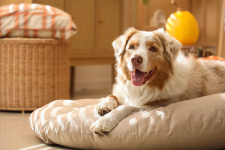 Cute Australian Shepherd dog lying at home on autumn dayの写真素材