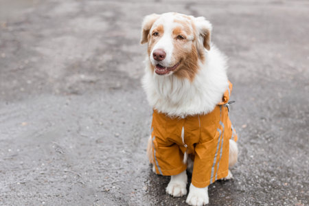 Cute Australian Shepherd dog in raincoat on rainy dayの写真素材