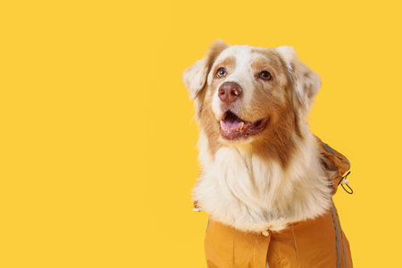 Cute Australian Shepherd dog in raincoat on yellow background, closeupの写真素材