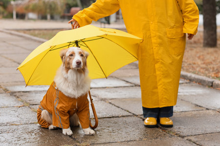 Cute dog and owner in raincoats with umbrella on rainy dayの写真素材