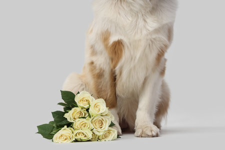 Cute Australian Shepherd dog with roses on white background, closeupの写真素材