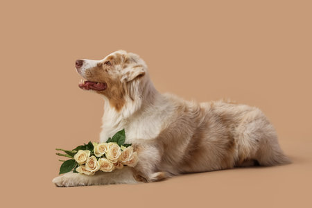 Cute Australian Shepherd dog with white roses lying on beige backgroundの写真素材