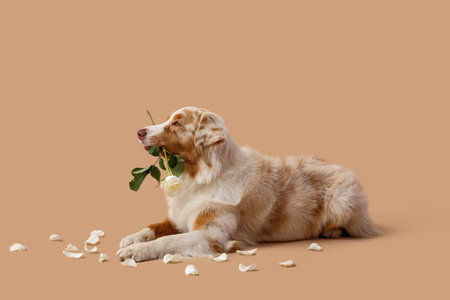 Cute Australian Shepherd dog with white roses and petals lying on beige backgroundの写真素材