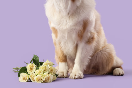 Cute Australian Shepherd dog with white roses on lilac background, closeupの写真素材