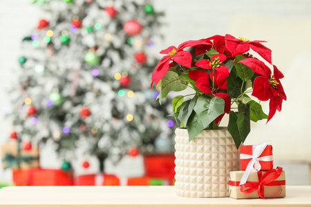 Christmas flower poinsettia with presents on table in living roomの写真素材