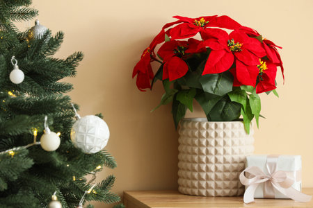 Christmas flower poinsettia with gift on shelf near beige wall in roomの写真素材