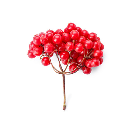 Fresh red viburnum berries on white backgroundの写真素材