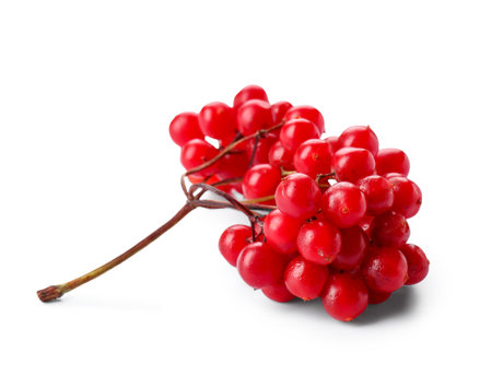 Fresh red viburnum berries on white backgroundの写真素材