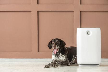Cute German Shorthaired Pointer dog with modern air purifier lying near brown wallの写真素材