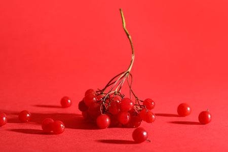 Fresh viburnum berries on red background