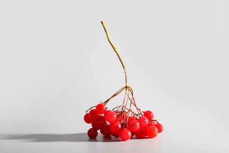 Red viburnum berries on gray backgroundの写真素材