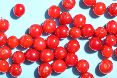 Heap of fresh viburnum berries on blue background, closeupの写真素材