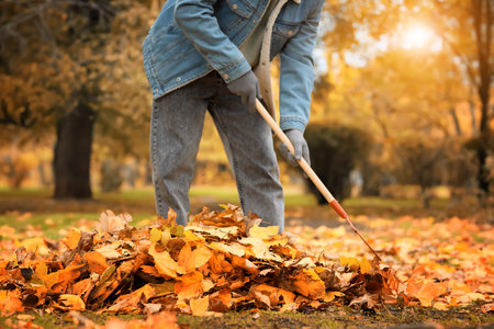 Man with rake gathering autumn leaves in parkの写真素材