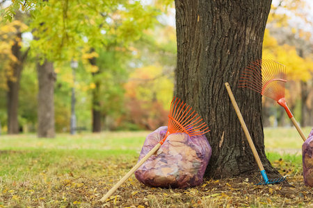 Garbage bags with autumn leaves and rakes near tree in parkの写真素材