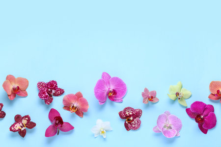 Colorful orchid flowers on blue background