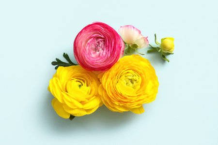 Different ranunculus flowers with leaf on blue background