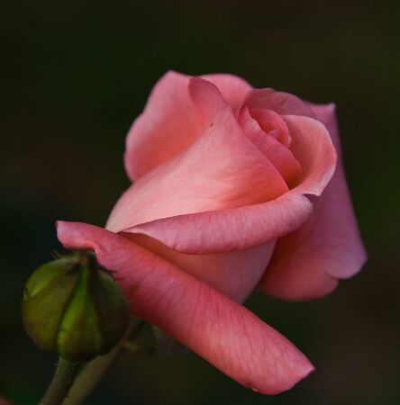 Rose. It is a genus of the Rosaceae family that includes about 150 species, originating in Europe and Asia.の写真素材