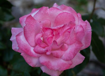 Rose. It is a genus of the Rosaceae family that includes about 150 species, originating in Europe and Asia.の写真素材