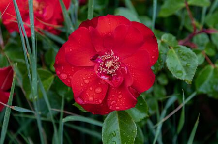 Rose. It is a genus of the Rosaceae family that includes about 150 species, originating in Europe and Asia.の写真素材