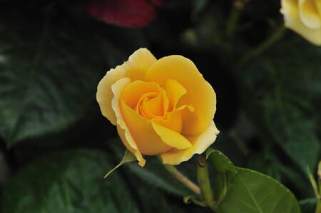 Rose. It is a genus of the Rosaceae family that includes about 150 species, originating in Europe and Asia.の写真素材