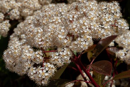 Viburnum tinus. The viburnum vat is a plant of the Caprifoliaceae family, widespread in the Mediterranean basin and in south-eastern Europe, commonly called laurotino or lentiline.の写真素材