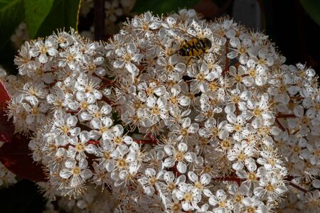 Viburnum tinus. The viburnum vat is a plant of the Caprifoliaceae family, widespread in the Mediterranean basin and in south-eastern Europe, commonly called laurotino or lentiline.の写真素材