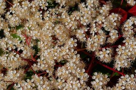 Viburnum tinus. The viburnum vat is a plant of the Caprifoliaceae family, widespread in the Mediterranean basin and in south-eastern Europe, commonly called laurotino or lentiline.の写真素材