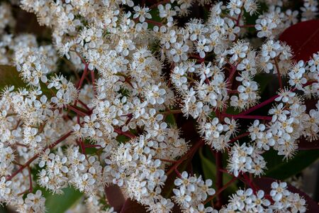 Viburnum tinus. The viburnum vat is a plant of the Caprifoliaceae family, widespread in the Mediterranean basin and in south-eastern Europe, commonly called laurotino or lentiline.の写真素材