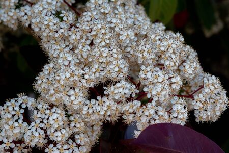Viburnum tinus. The viburnum vat is a plant of the Caprifoliaceae family, widespread in the Mediterranean basin and in south-eastern Europe, commonly called laurotino or lentiline.の写真素材
