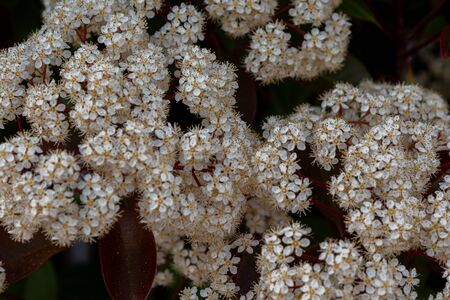 Viburnum tinus. The viburnum vat is a plant of the Caprifoliaceae family, widespread in the Mediterranean basin and in south-eastern Europe, commonly called laurotino or lentiline.の写真素材