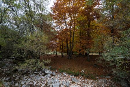 Mountains of the National Park of Abruzzo, Lazio and Molise. Undergrowth. Autumn glimpses.の写真素材