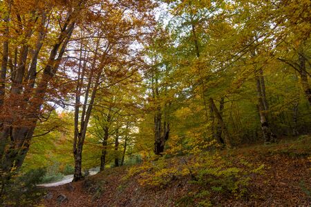 Mountains of the National Park of Abruzzo, Lazio and Molise. Undergrowth. Autumn glimpses.の写真素材