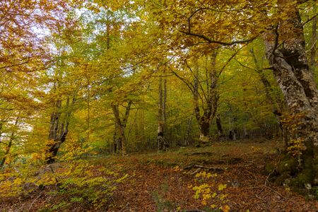 Mountains of the National Park of Abruzzo, Lazio and Molise. Undergrowth. Autumn glimpses.の写真素材