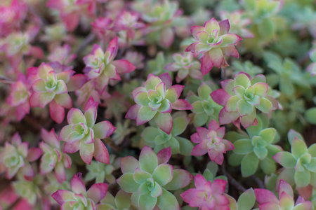 Aeonium haworthii. Also known as aeonium or Haworth's pinwheel, it is a species of succulent plant...