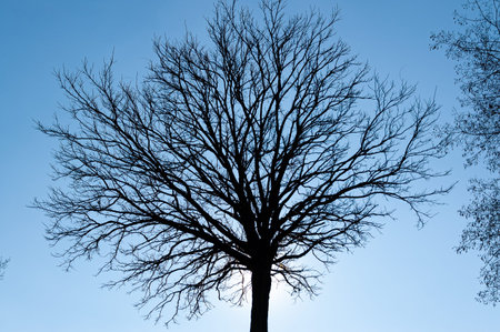 Magnificent backlight photos of trees typical of the Italian peninsula