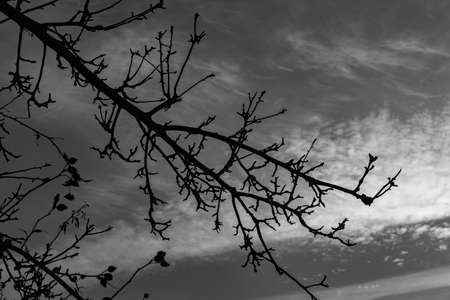 Magnificent backlight photos of trees typical of the Italian peninsulaの写真素材