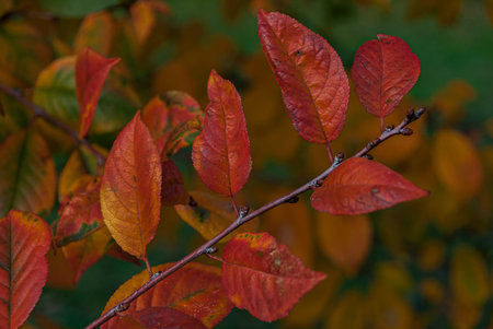 Beautiful photos of flowers typical of the Italian peninsulaの写真素材