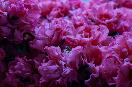 Beautiful photos of flowers typical of the Italian peninsulaの写真素材