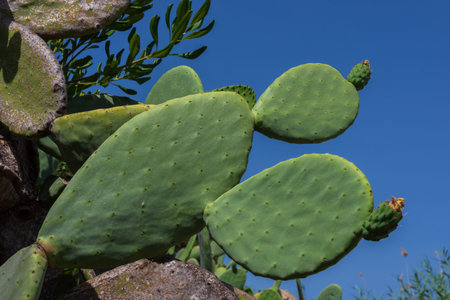 Prickly pear plant