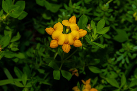Beautiful photos of flowers typical of the Italian peninsula