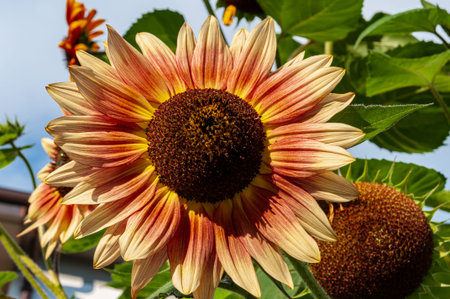 Beautiful photos of flowers typical of the Italian peninsulaの写真素材