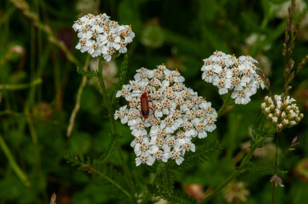 Beautiful photos of flowers typical of the Italian peninsula