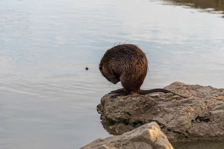 Myocastoridae rodent (Myocastor coypus), also called coipo, little beaver and swamp beaver, native to southern America and introduced in many countries as a fur animal.の写真素材