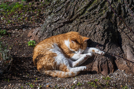 The domestic cat is a small carnivorous mammal belonging to the Felidae family. With an essentially territorial and crepuscular nature, the cat is a predator of small animals.の写真素材