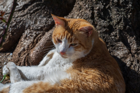 The domestic cat is a small carnivorous mammal belonging to the Felidae family. With an essentially territorial and crepuscular nature, the cat is a predator of small animals.の写真素材