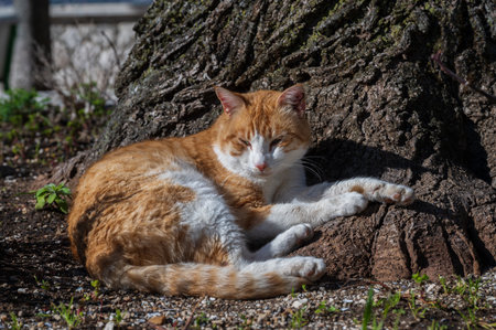 The domestic cat is a small carnivorous mammal belonging to the Felidae family. With an essentially territorial and crepuscular nature, the cat is a predator of small animals.の写真素材
