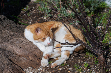 The domestic cat is a small carnivorous mammal belonging to the Felidae family. With an essentially territorial and crepuscular nature, the cat is a predator of small animals.の写真素材